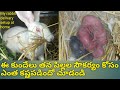 Rabbit giving birth baby bunnys first time - close up