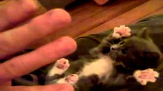 Surprised kitty remix