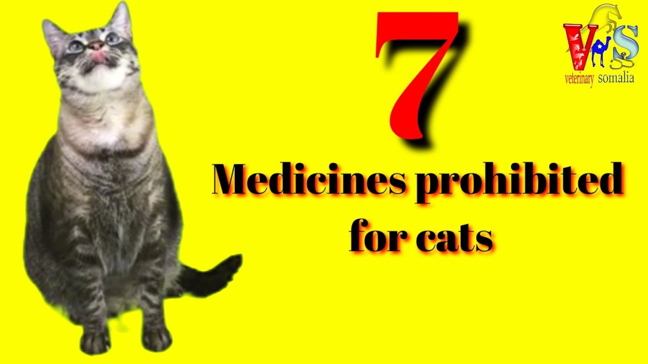 7- medicines prohibited for cats 🐈😻🐈‍⬛