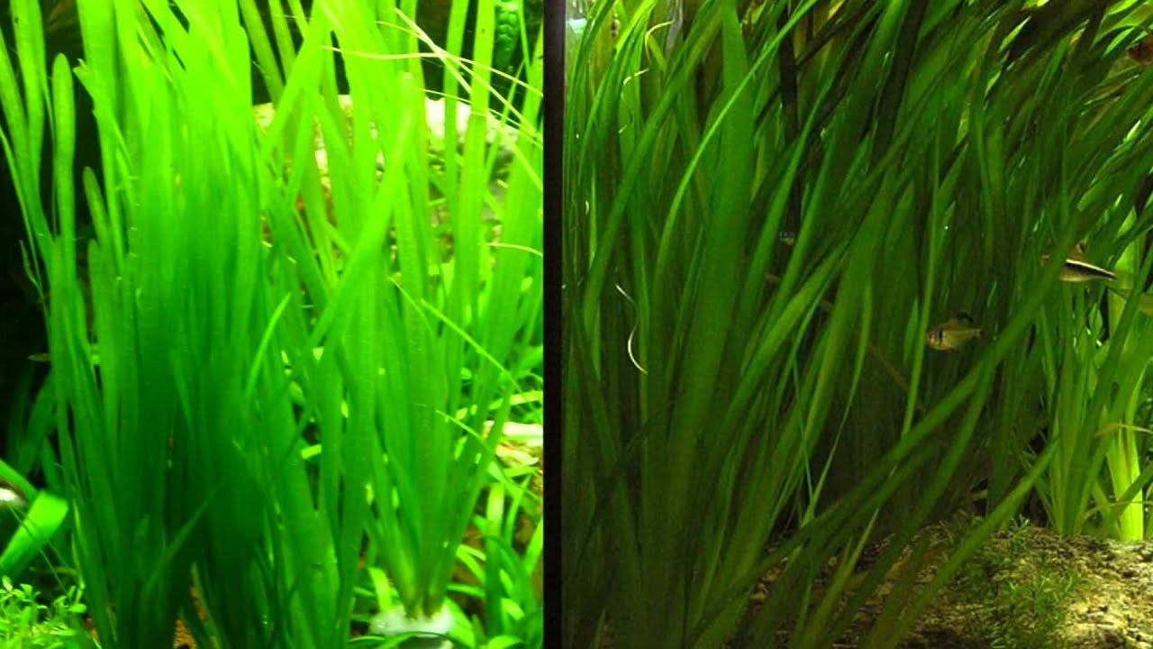 comment planter vallisneria