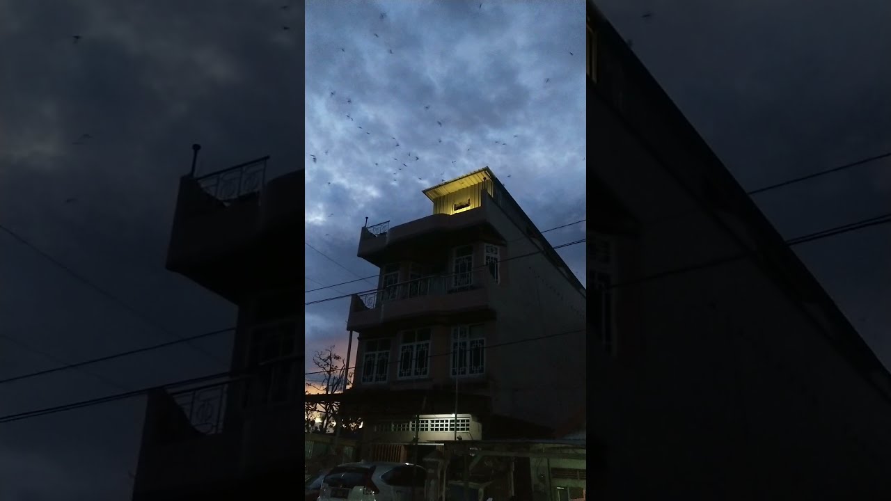 Team Datu Walet Bombana Team Zahra Walet Bone