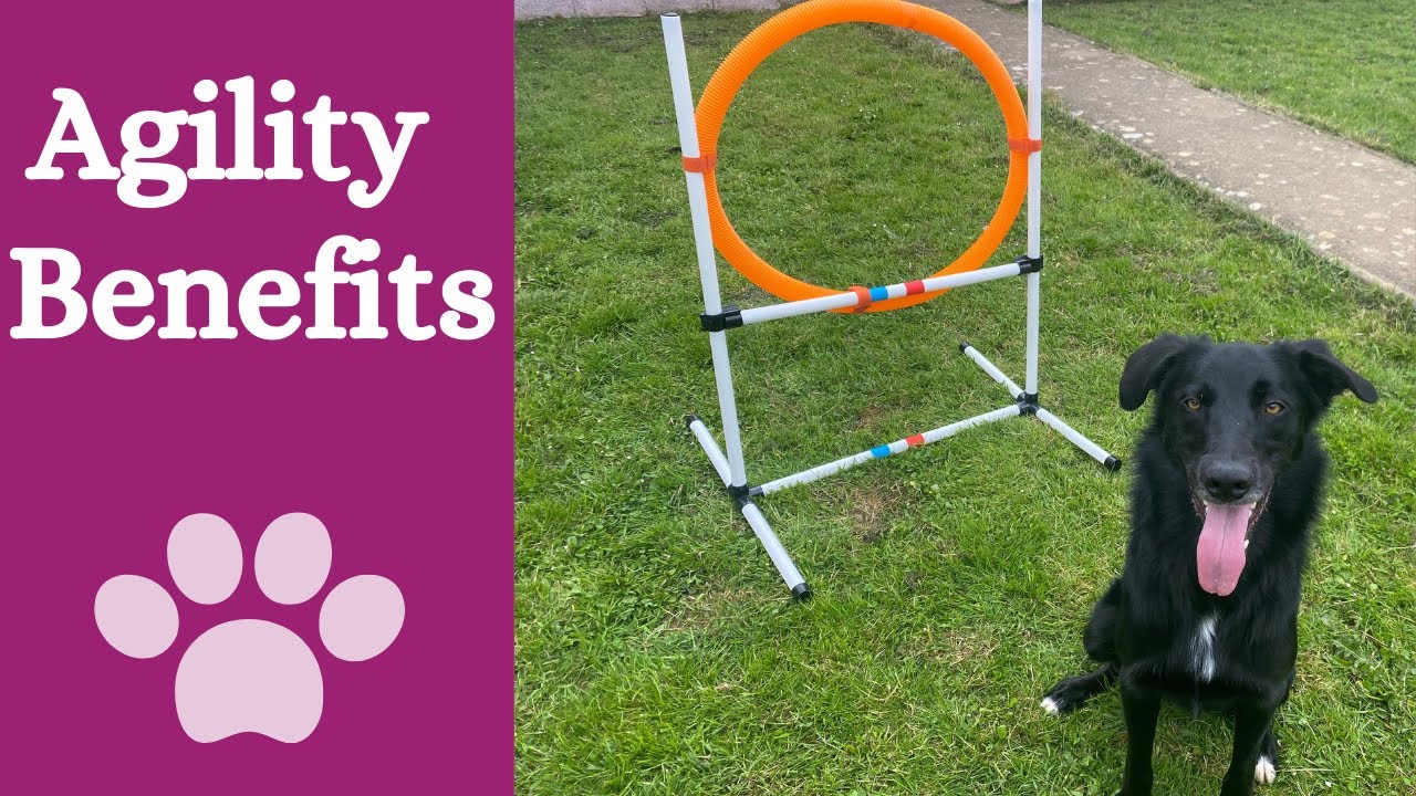 Why you should do agility training with your dog - YouTube