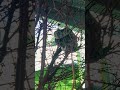 Unexpected capture small snake on tree . #insects#amazing #wildlife #snake