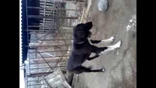 Алмасай Тазылары