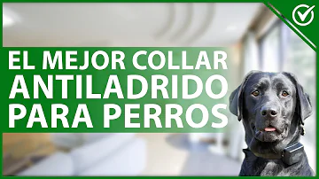 ¿Recomiendan los veterinarios los collares antiladridos?