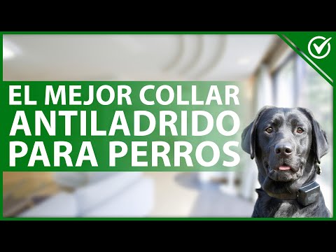 Video: Cómo elegir un collar anti-ladrido para tu perro