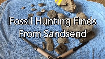 Fossil Hunting Finds From Sandsend.