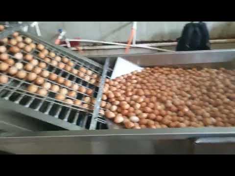 TD-200-2 Multifunctional Soft-boiled Egg Peeling Machine Working Video