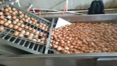 TD-200-2 Multifunctional Soft-boiled Egg Peeling Machine Working Video