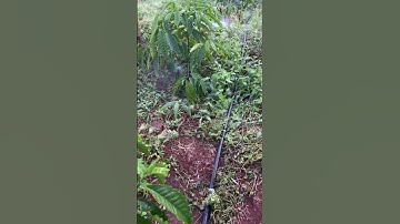 Cách để kết nối bộ béc tưới g5 cải tiến lưu lượng 120 lít/giờ tưới cho cây cà phê