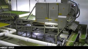 Cut green bean sorting machine Genius - TOMRA Sorting