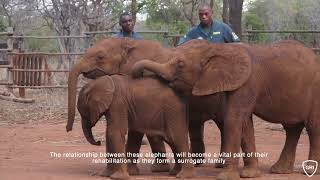 rElephant Report: GRI Elephant Orphanage Project