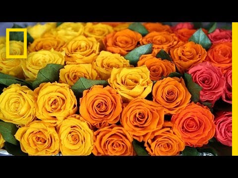 where do roses come from