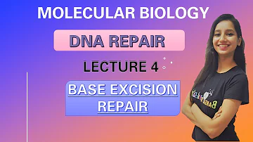 Base Excision Repair in Prokaryotes & Eukaryotes |Molecular Biology| Dna Repair System Lecture 4