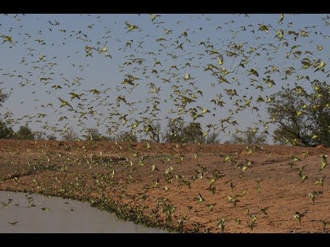 Video: Câți budgerigars sunt în lume?