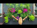 Window Box Wall | Plant Wall | Container Gardening | Varieties and Growth Habits