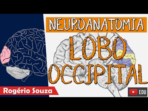 LOBO OCCIPITAL (Aula Nova) - Neuroanatomia com Rogério Souza (Aula Completa)