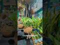 Coconut hanging with plants #plants #hangingpots #indoorplants #decoideas #giftideas #fyp #germany