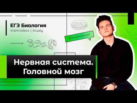 ЕГЭ Биология | НЕРВНАЯ СИСТЕМА. ГОЛОВНОЙ МОЗГ