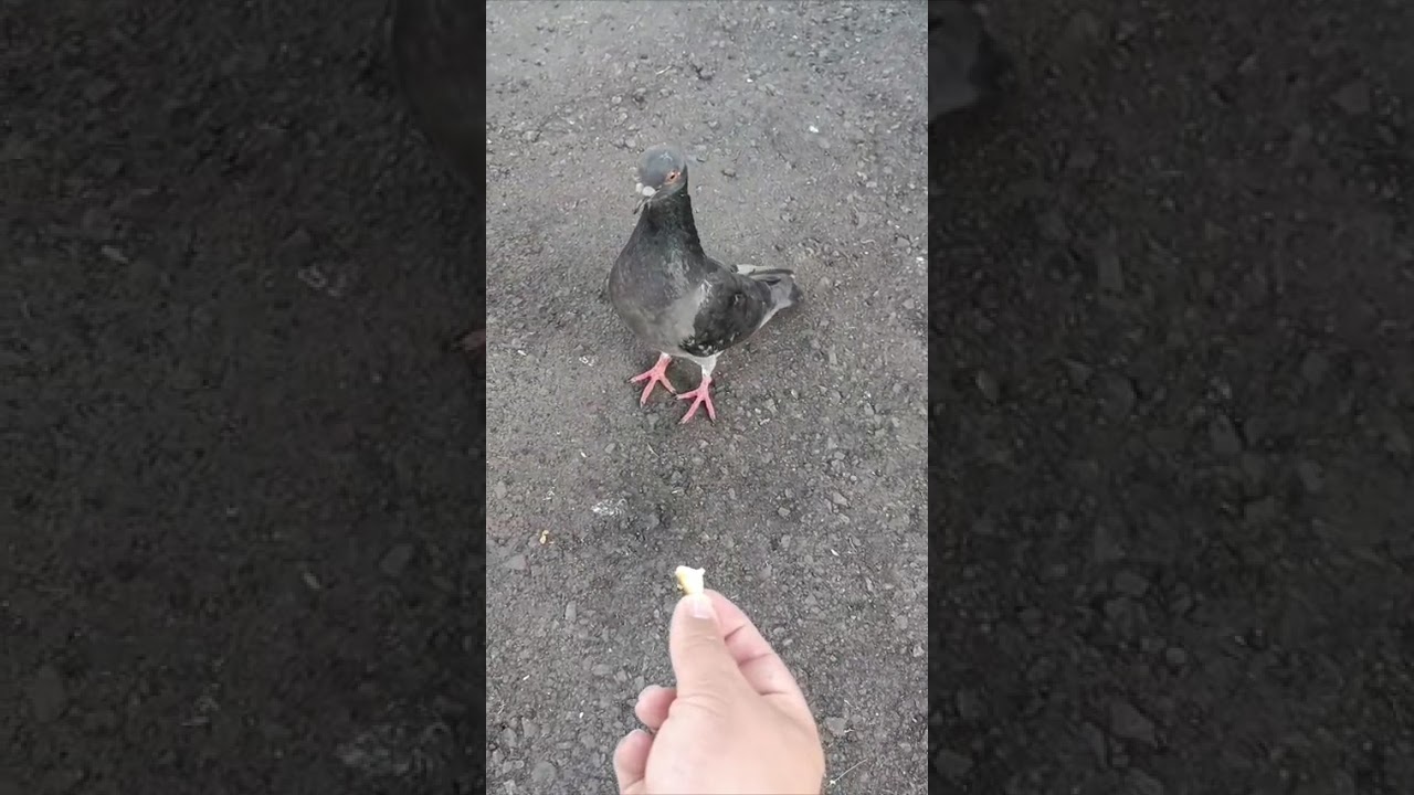 NÃO QUER PEGAR - S.J.Leandro        