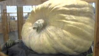 World's biggest pumpkin weighed in at Massachusetts fair