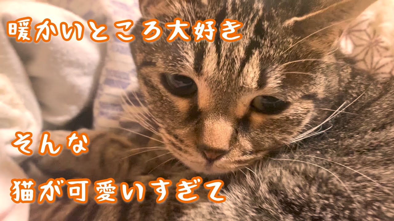 猫の最期の記録。今の気持ちを忘れない為にu2026 パパの腕枕の中でゆっくり