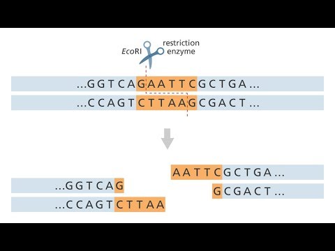 Video: Hur används RFLP inom kriminalteknik?