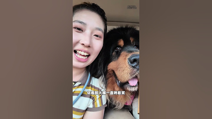 沒吃到奶油，但吃到了刨冰【藏獒加布】 #dog #pets #加布 #萌宠 #藏獒 #宠物 #狗狗 #可爱 #shorts