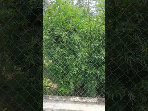 #9 Weed republic. fully growned weed naturally everywhere  @himachal. Travel vlog -9