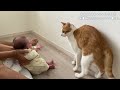 赤ちゃんの扱いに長けている賢い保護猫のあまくん。【保護猫と赤ちゃんのいる暮らし】