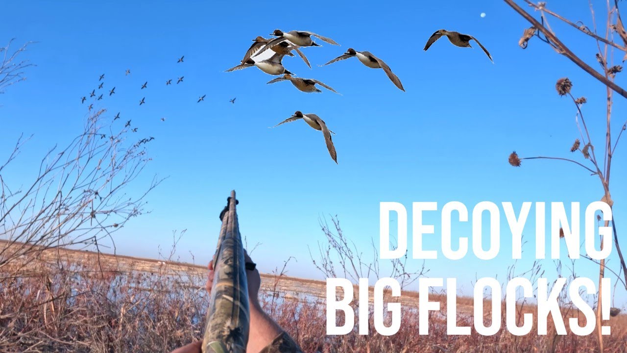 DECOYING BIG GROUPS OF GADWALL, PINTAILS, AND TEAL! USING LAYOUT BLINDS TO DISAPPEAR IN THE MARSH!