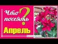 Посев в АПРЕЛЕ. Овощи и цветы