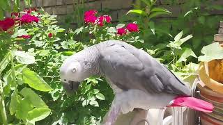 Fandok Comes To The Garden Every Day And Observes The Crops.