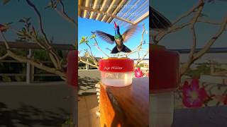 Extraordinary Colorful Hummingbird Feeding In Slow Motion Broad-Billed1