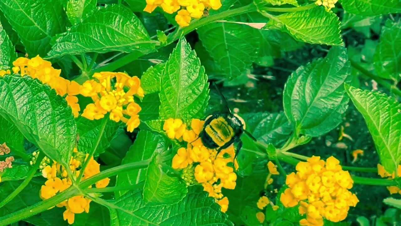 Bumblebees with Pollen Sacs