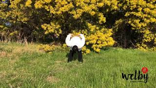 13 Meridian Tai Chi Health Nourishing Qigong (with Verbal Guidance) screenshot 2