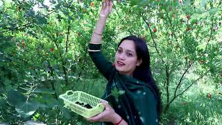 Harvesting Mountain Black Mulberry || Mulberry Juice Processing  Health Benefits