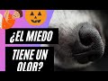 ¿Los perros huelen o sienten el miedo?