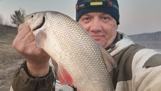 видео: ЯЗИ СУДАКИ ЛЕЩ и ЁРШ !! на РЕЗИНКУ МАЙ 2022г р.ТОМЬ картинка: ЯЗИ СУДАКИ ЛЕЩ и ЁРШ !! на РЕЗИНКУ МАЙ 2022г р.ТОМЬ