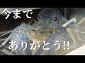 今までありがとう!!〜ザリガニ飼育〜☆感謝☆