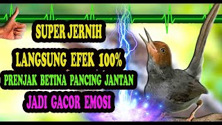 Suara Prenjak Betina Memanggil Jantan Super Ampuh Jernih 100 % MP3