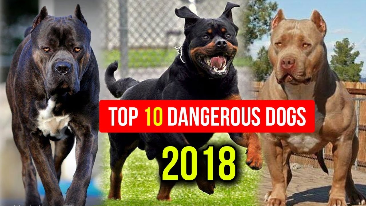 Most Dangerous Dog Breed in the World 