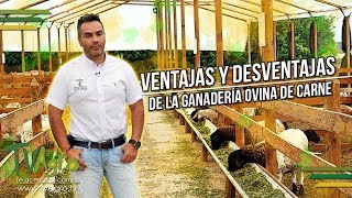 Ventajas y Desventajas de la Ganadería Ovina de Carne - Corderos - TvAgro por Juan Gonzalo Angel screenshot 3