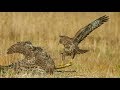 Buzzards vs Goshawk in Slowmotion. 4k GH5