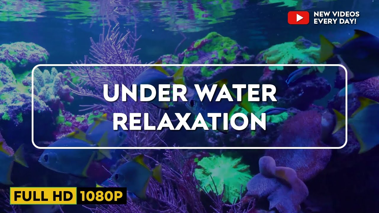 Relaxation Music Underwater Relax and Whales Songs YouTube