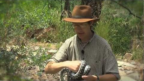 The Murray-Darling Carpet python - with Dr Dave