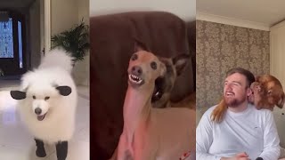 I dare you not to laugh at these funny and cute dogs 🐶😂 ylyl