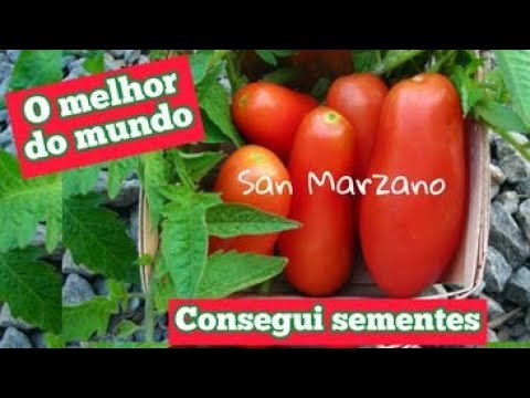 Vídeo: As melhores sementes de tomate: comentários