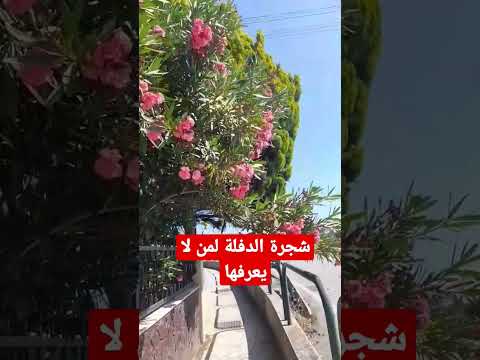 شجرة الدفلة وفوائدها الكثيرة لعلاج الثعلبة وتأليل وغيرها
