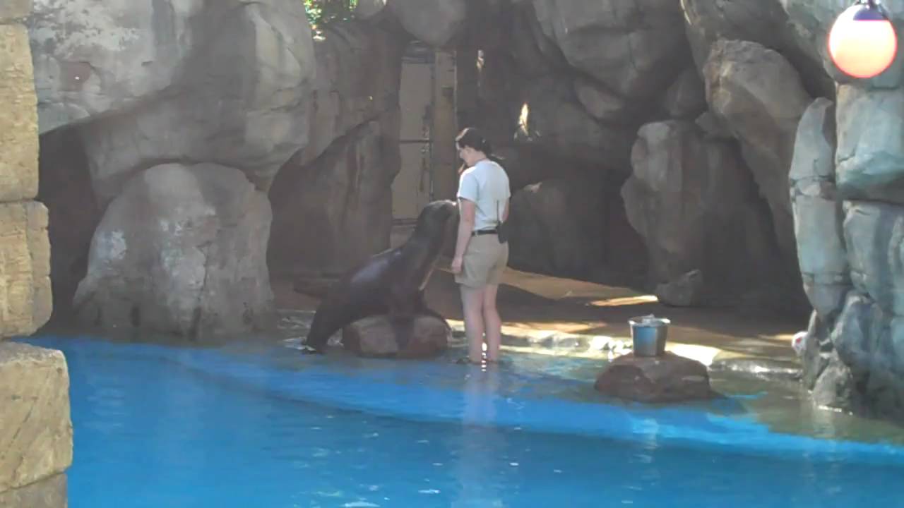 Sea Lion Show at the Audubon Zoo - YouTube